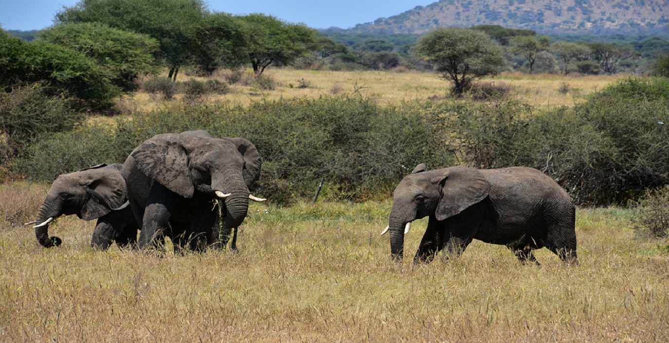 Northern Tanzania Safari | 3 Days Tanzania Safari from Arusha,Tanzania