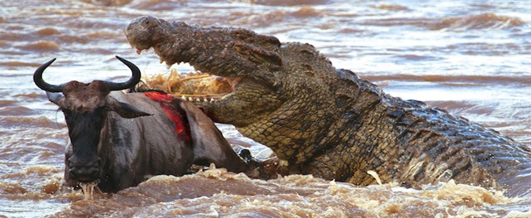 5 DAYS CROSSING MARA RIVER MIGRATION SAFARI FROM MWANZA