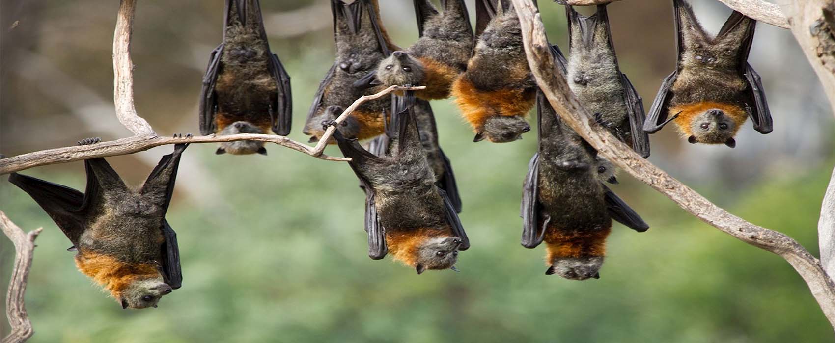 6 Day Unique Bat Migration Safari in Kasanka National Park, Zambia